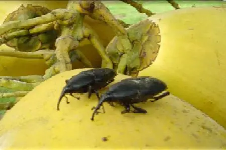 Rhinchophorus palmarum en coco o cocotero