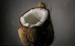 cultivo de coco - condiciones para el cultivo de coco