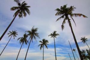cultivo de coco - condiciones para el cultivo de coco