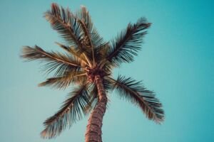cultivo de coco - condiciones para el cultivo de coco