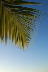 cultivo de coco - condiciones para el cultivo de coco
