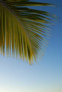 cultivo de coco - condiciones para el cultivo de coco