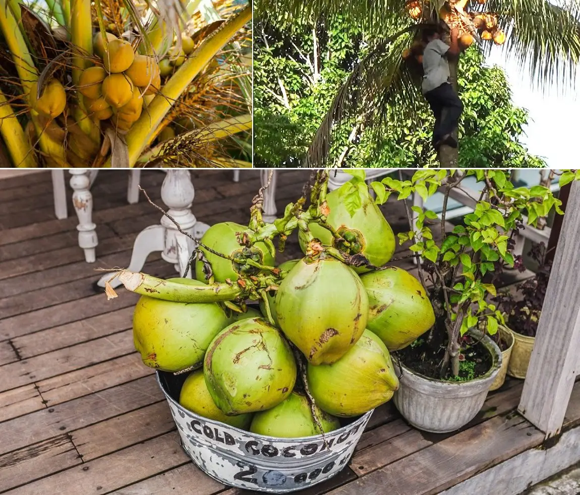 cosecha de coco o cocotero