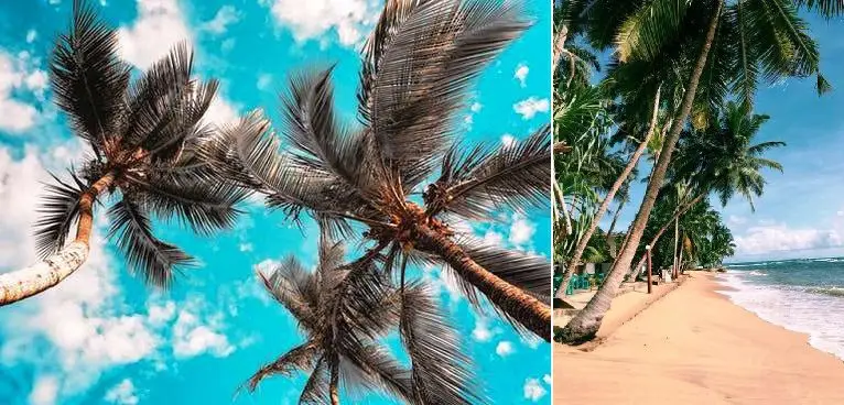 clima ideal para el coco o cocotero