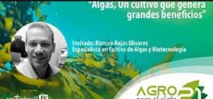 Algas, un cultivo que genera grandes beneficios