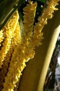 cultivo de coco - condiciones para el cultivo de coco