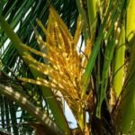 cultivo de coco - condiciones para el cultivo de coco