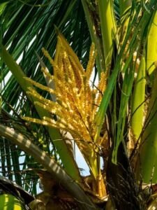 cultivo de coco - condiciones para el cultivo de coco