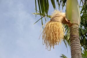 cultivo de coco - condiciones para el cultivo de coco