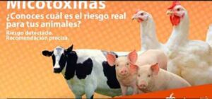 Micotoxinas: qué son, tipos, características y enfermedades