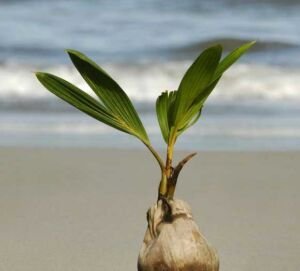cultivo de coco - condiciones para el cultivo de coco