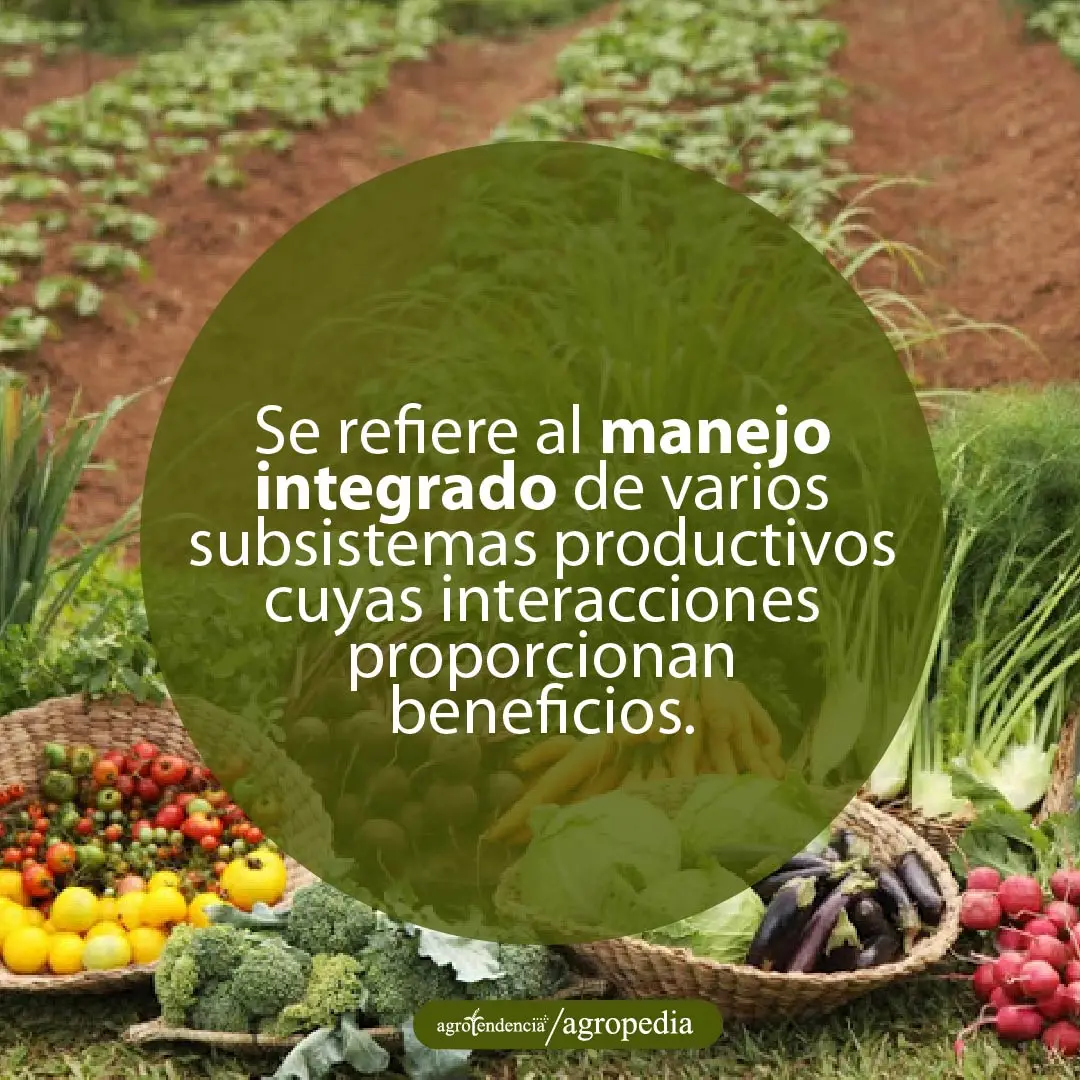 vegetales en bandejas y terreno sembrado