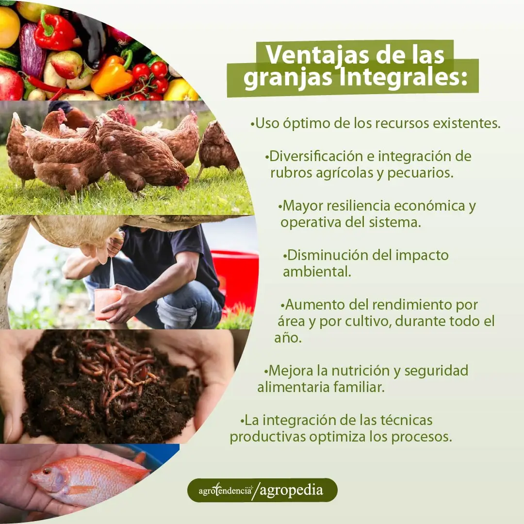 vista de diferentes productos agricolas