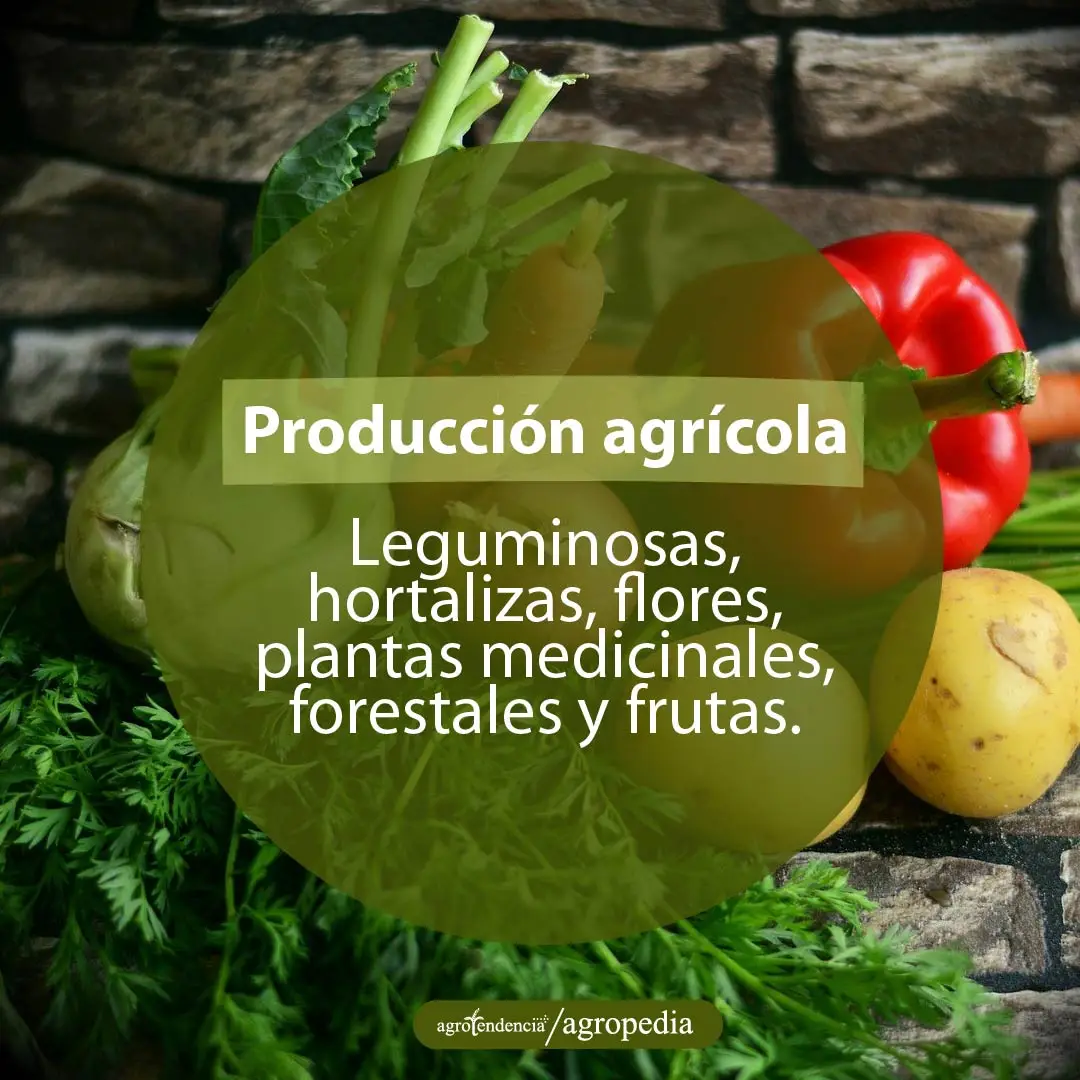 hortalizas