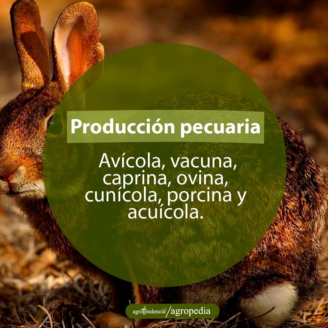 conejo en producción pecuaria de granjas integrales