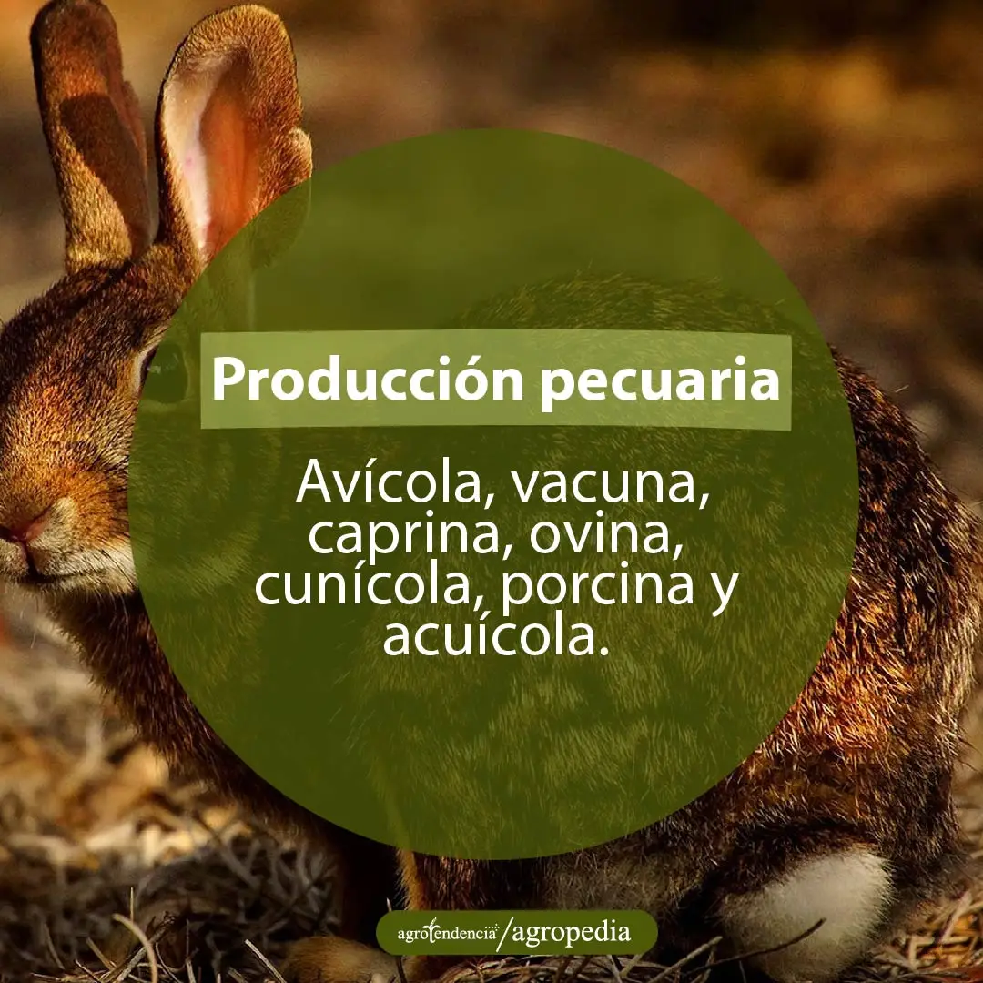 conejo en producción pecuaria de granjas integrales