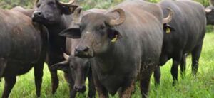 Búfalos: razas, tipos, enfermedades y desventajas
