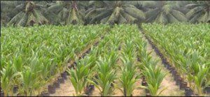 Cultivo de coco: condiciones, cuánto produce y su cosecha