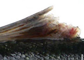 Erosión de aleta dorsal