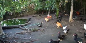 granja integral - componentes de una granja integral