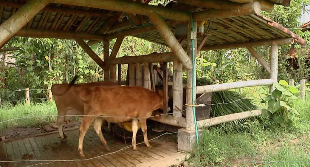 bovinos en granja integral