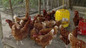 granja integral - componentes de una granja integral