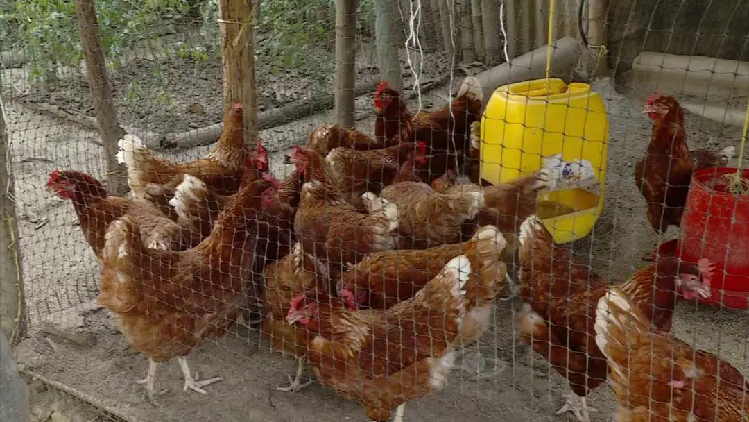 aves en granja integral