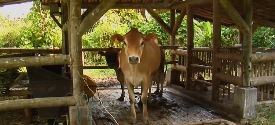 Vaca doble propósito en granja integral 