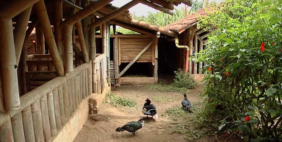 patos caminando en patio de una granja integral