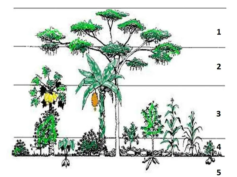 Sistemas agroforestales en la granja integral