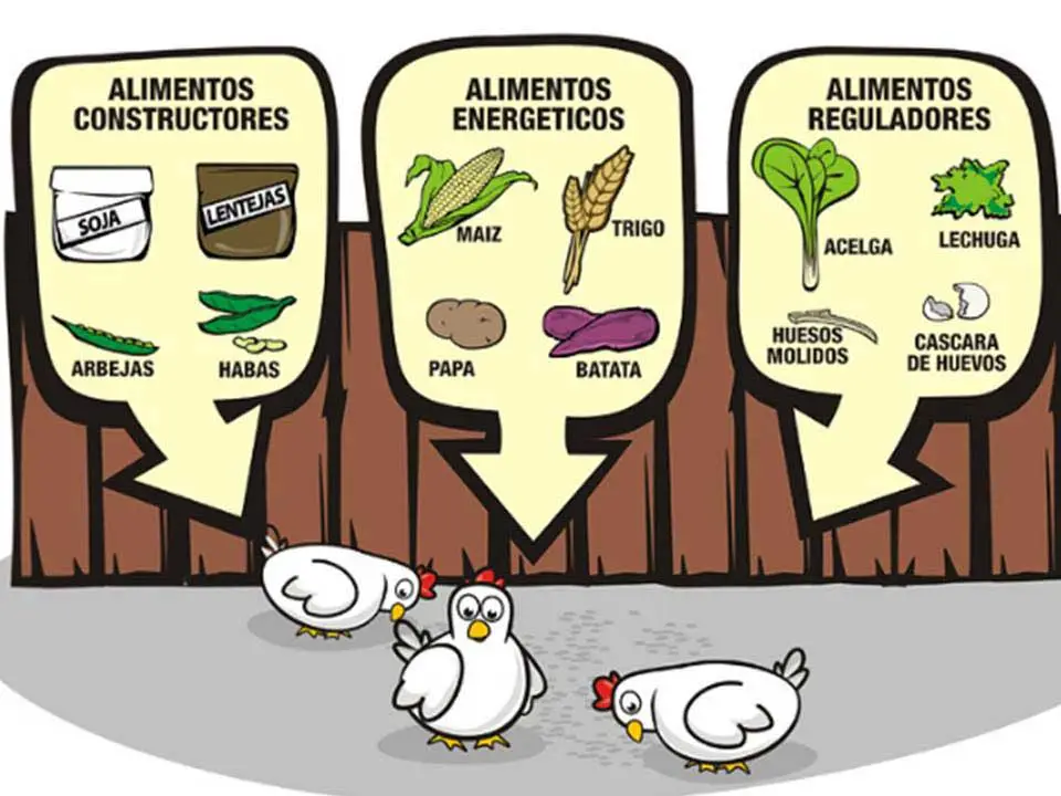 Alimento alternativo para gallinas traspatio en granjas integrales