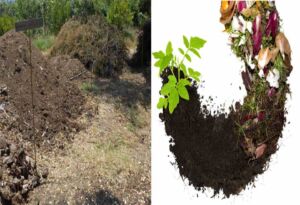 proceso de compostaje - granja integral