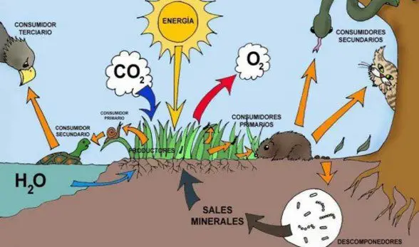 ecosistema flujo de energía
