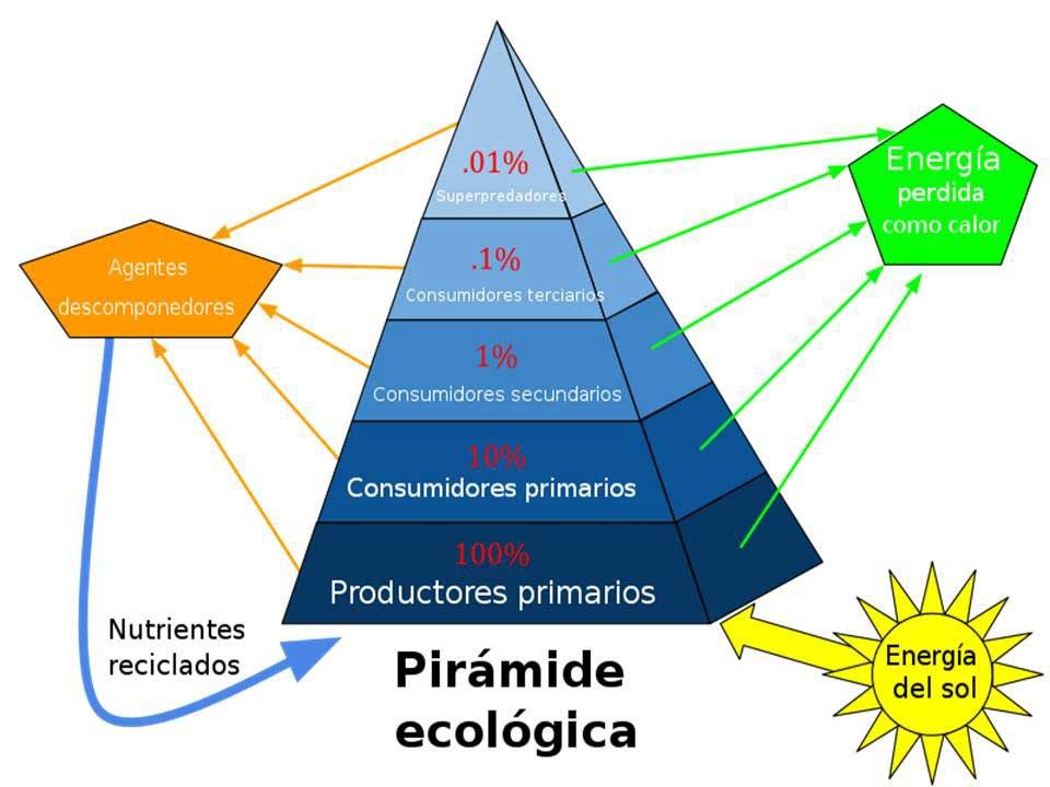 piramide-ecologica