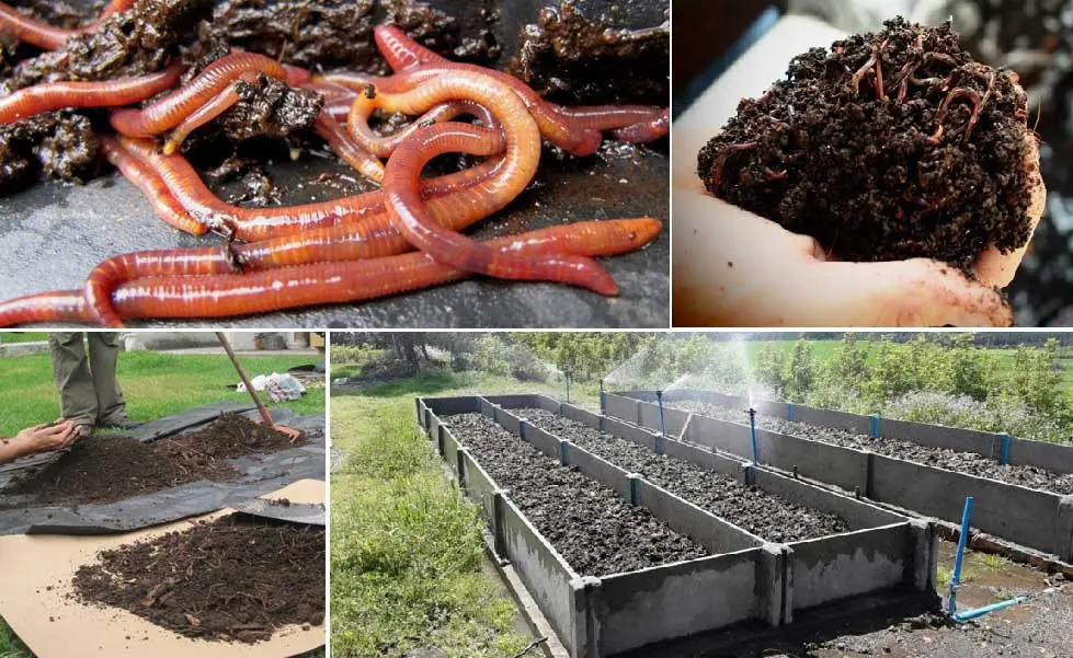 lombricultura en granja integral