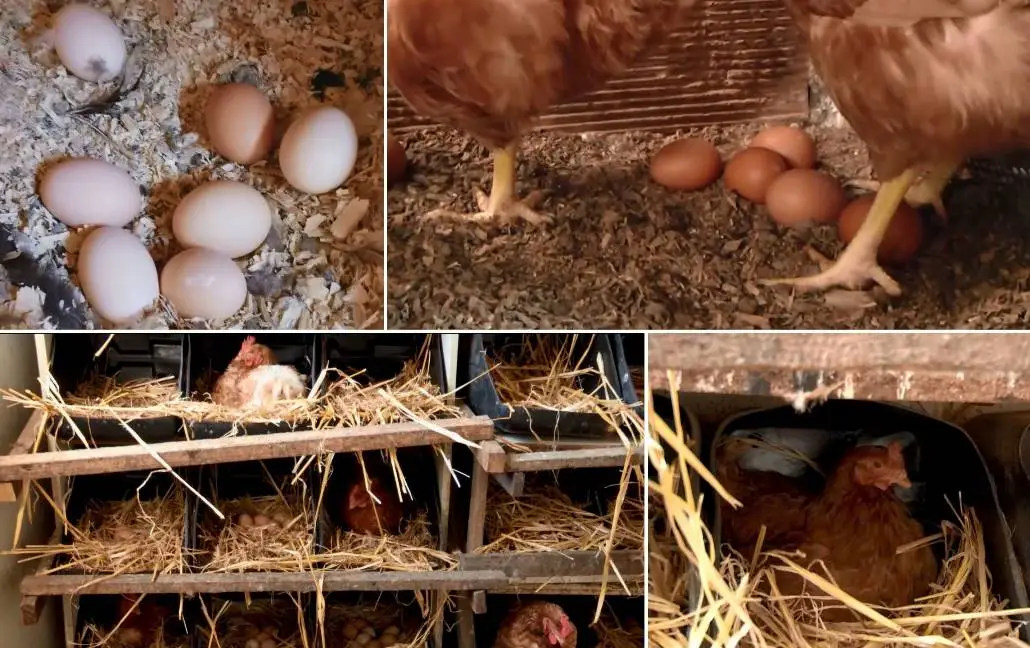 gallinas en granja integral