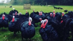 pavos - pavos de granja