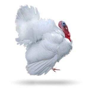pavos - pavos de granja