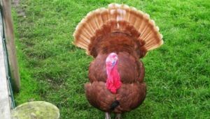 pavos - pavos de granja