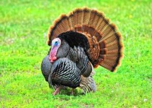 pavos - pavos de granja