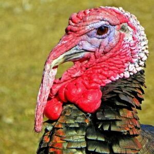 pavos - pavos de granja