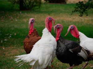 pavos - pavos de granja
