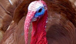 pavos - pavos de granja
