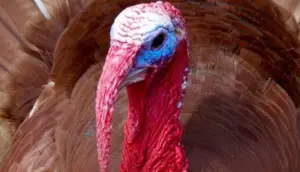 pavos - pavos de granja