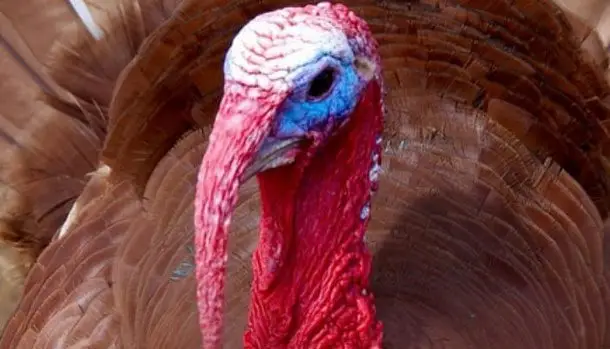 un pavo de plumas marrones