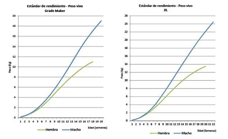 gráficas de estadística de rendimiento en pavos