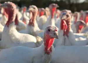 pavos - pavos de granja
