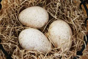 pavos - como criar pavos de granja