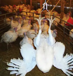 pavos - como criar pavos de granja