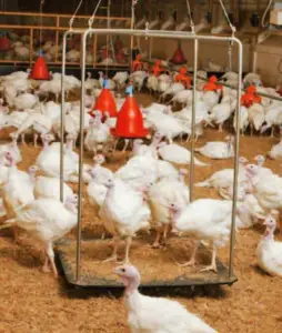 pavos - como criar pavos de granja